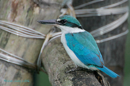 Collared Kingfisher