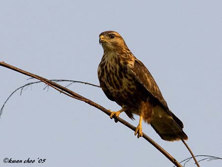 Common Buzzard