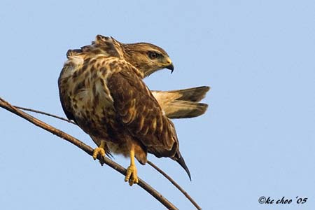 Common Buzzard