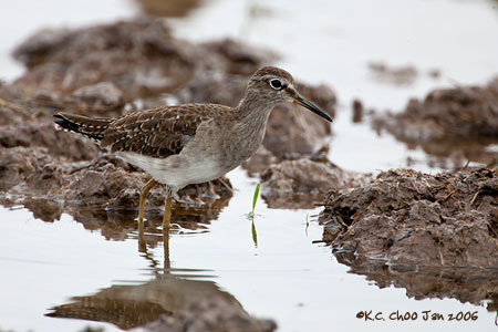Common Greenshank