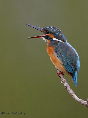 Common Kingfisher