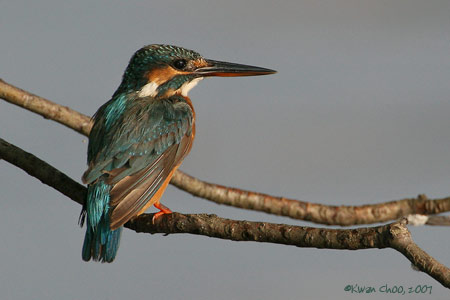 Common Kingfisher