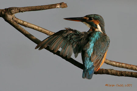 Common Kingfisher