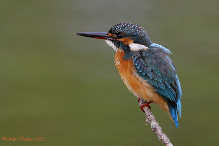 Common Kingfisher