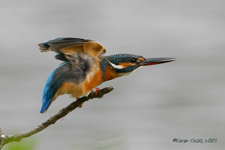 Common Kingfisher