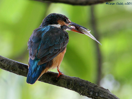 Common Kingfisher