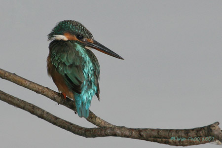 Common Kingfisher