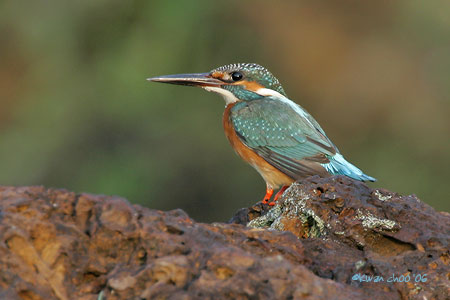Common Kingfisher