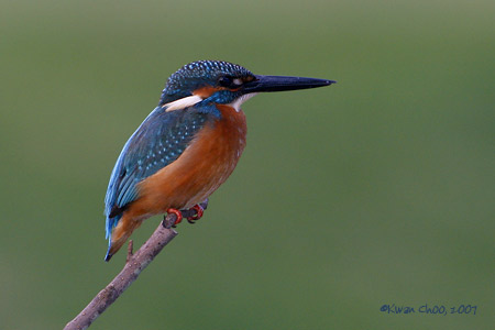 Common Kingfisher