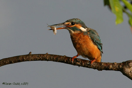 Common Kingfisher