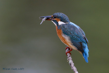 Common Kingfisher