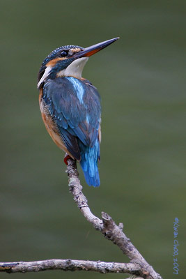 Common Kingfisher