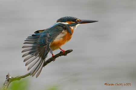 Common Kingfisher