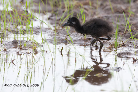 Common Moorhen