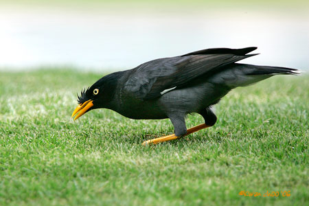 Common Myna