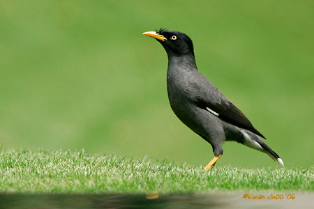 Common Myna