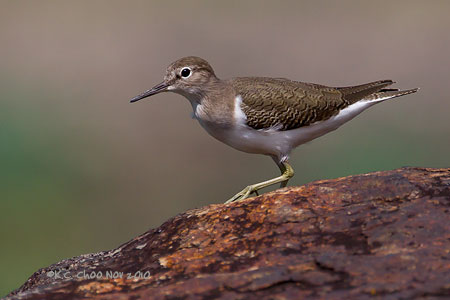 Common Sandpiper