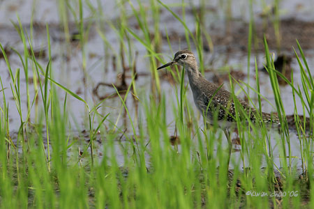 Common Sandpiper