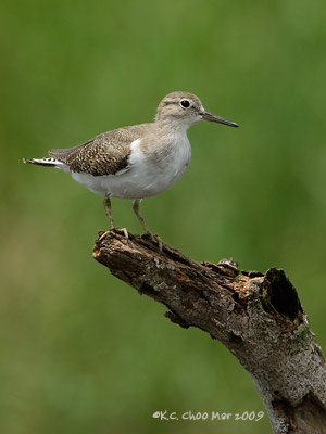 Common Sandpiper