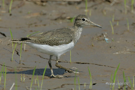 Common Sandpiper