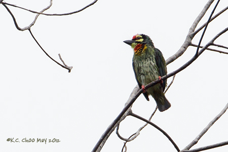 Coppersmith Barbet