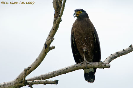 Crested Serpent Eagle