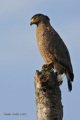 Crested Serpent Eagle