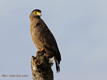 Crested Serpent Eagle