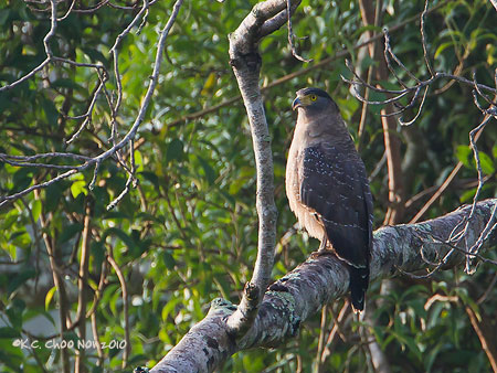 Crested Serpent Eagle
