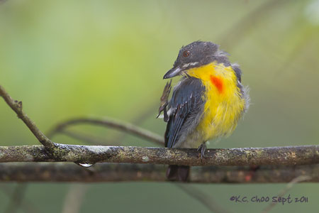 Crimson-breasted Flowerpecker