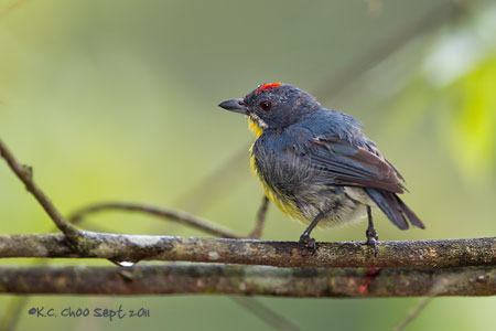 Crimson-breasted Flowerpecker