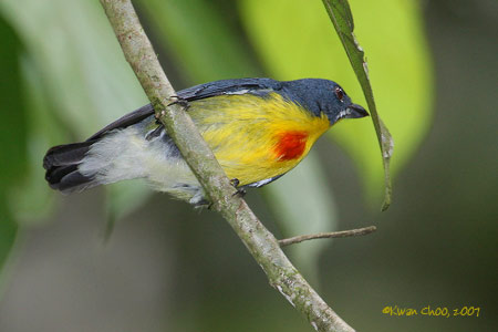 Crimson-breasted Flowerpecker