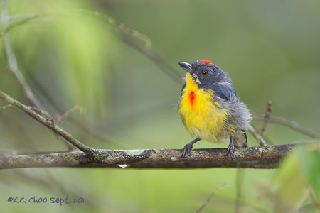 Crimson-breasted Flowerpecker