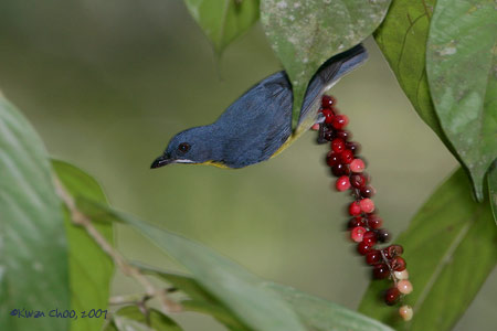 Crimson-breasted Flowerpecker