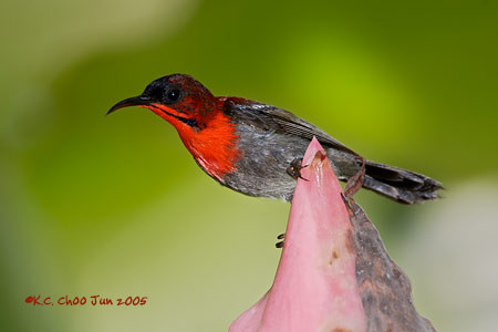 Crimson Sunbird