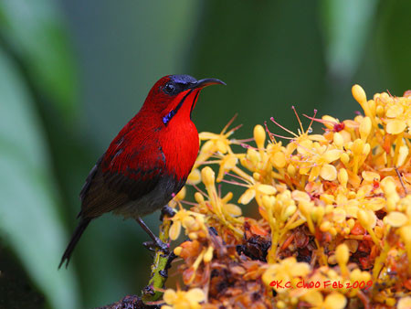 Crimson Sunbird