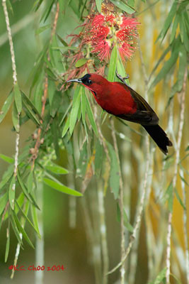 Crimson Sunbird
