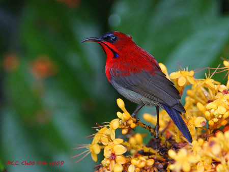 Crimson Sunbird