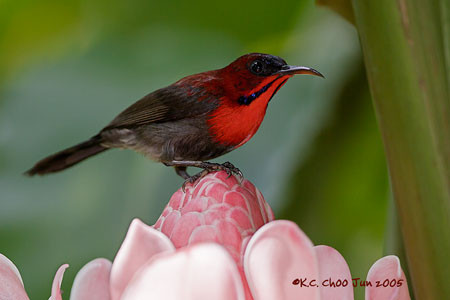 Crimson Sunbird