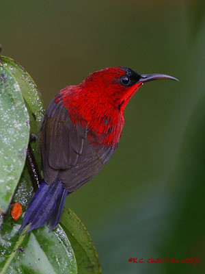 Crimson Sunbird