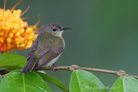 Crimson Sunbird