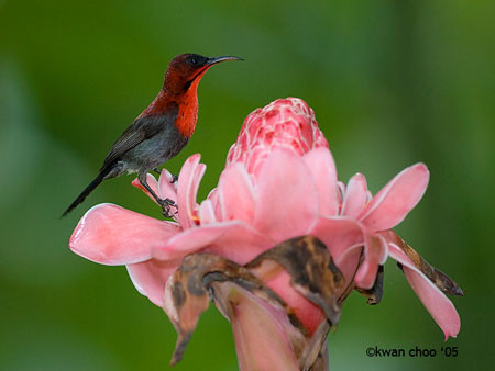 Crimson Sunbird