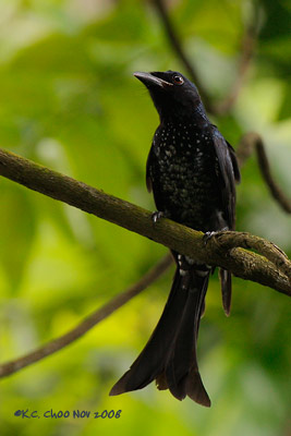 Crow-billed Drongo