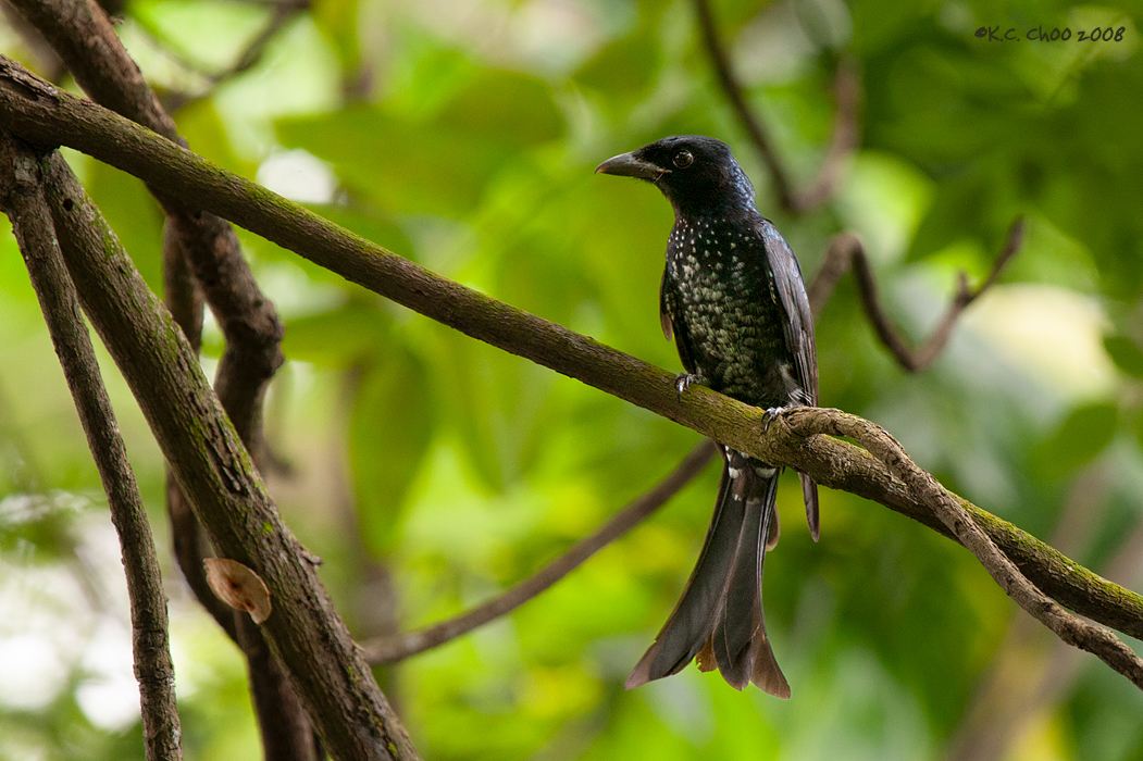Crow-billed Drongo