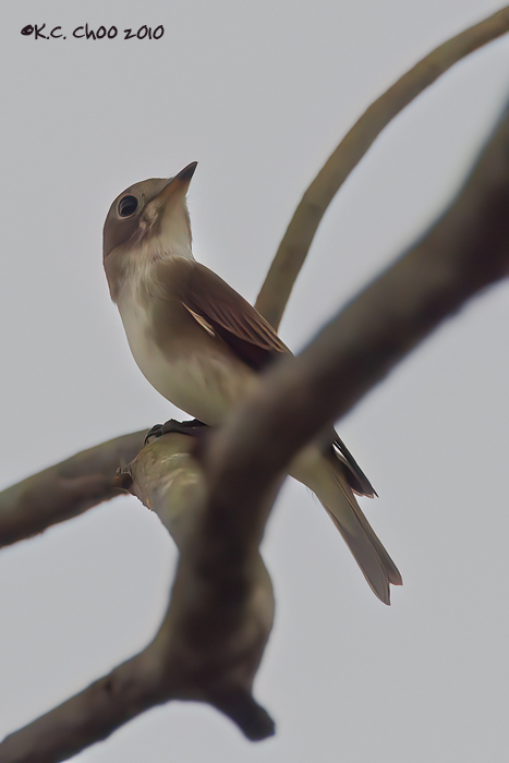 Dark-sided Flycatcher