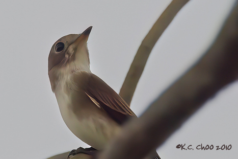 Dark-sided Flycatcher