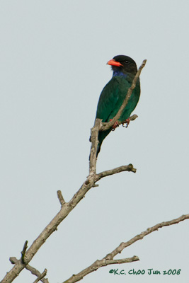 Dollarbird