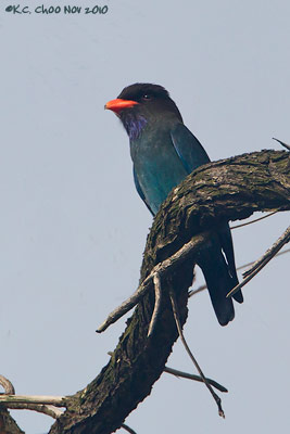 Dollarbird
