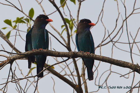 Dollarbird