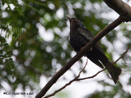 Cuckoo Drongo